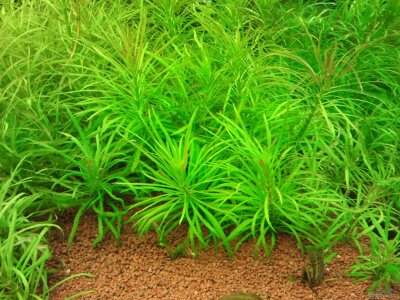 Погостемон Стеллатус, с грузом